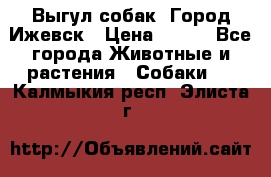 Выгул собак. Город Ижевск › Цена ­ 150 - Все города Животные и растения » Собаки   . Калмыкия респ.,Элиста г.